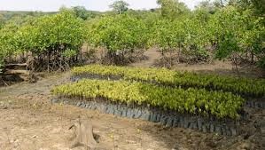 Kwale Mangrove Reforestation